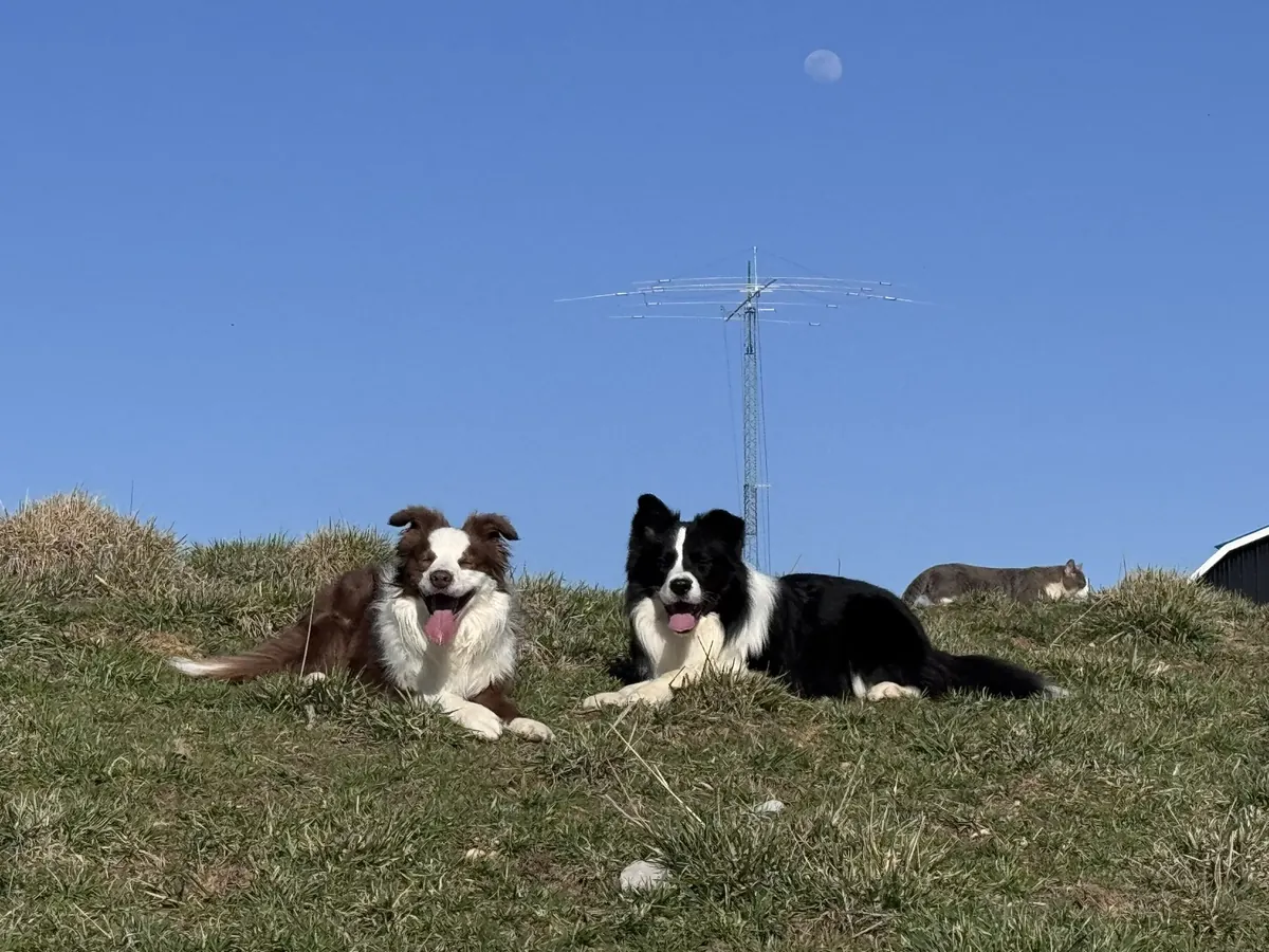 Fig and his red Border Collie uncle Willy relaxing on a grassy hill with a cat nearby