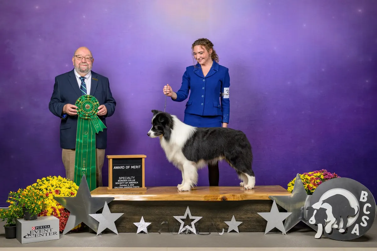 Fig receiving an Award of Merit at the 2026 BCSA National Specialty
