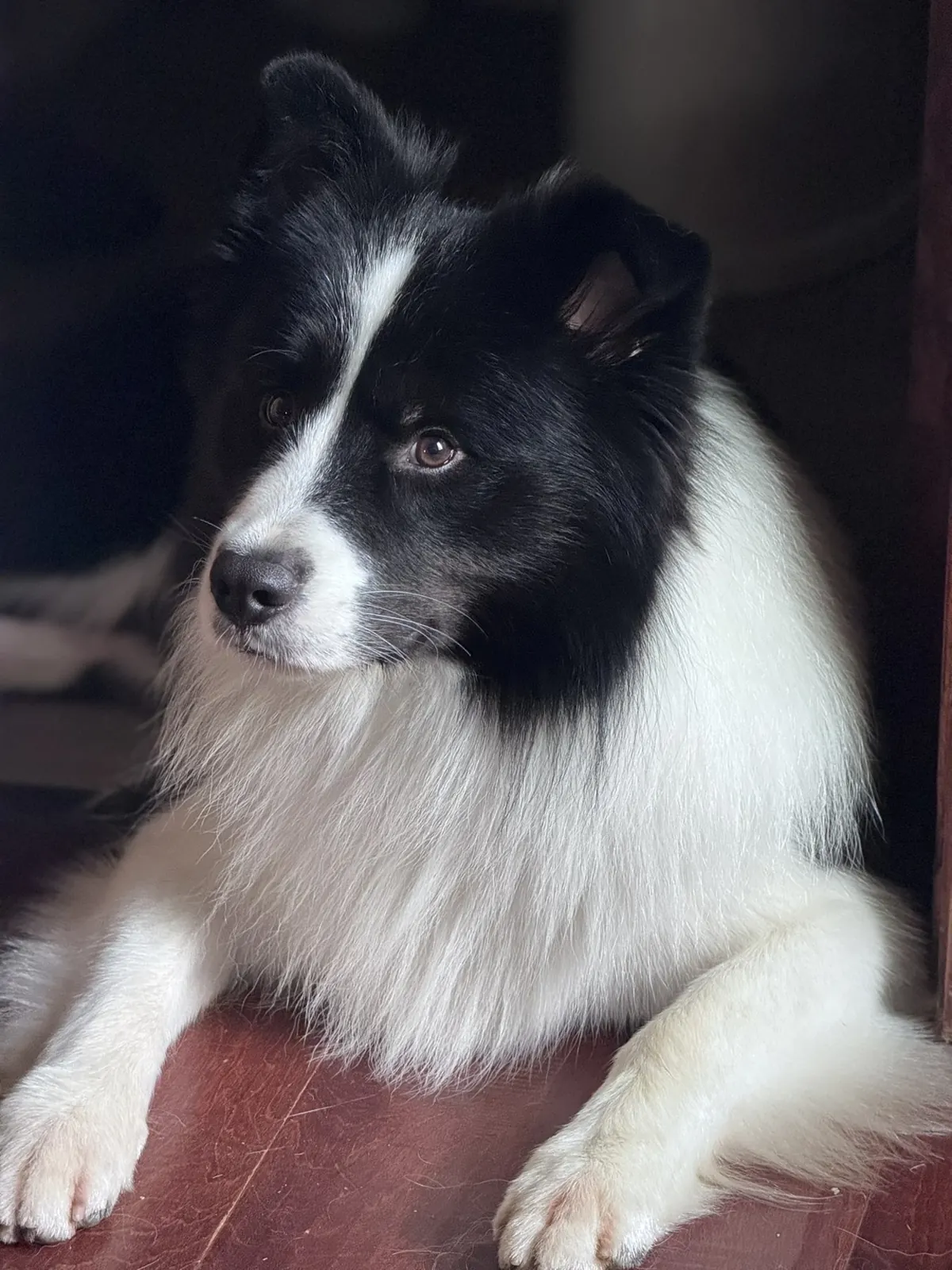 A close portrait of Fig resting with his front paws outstretched